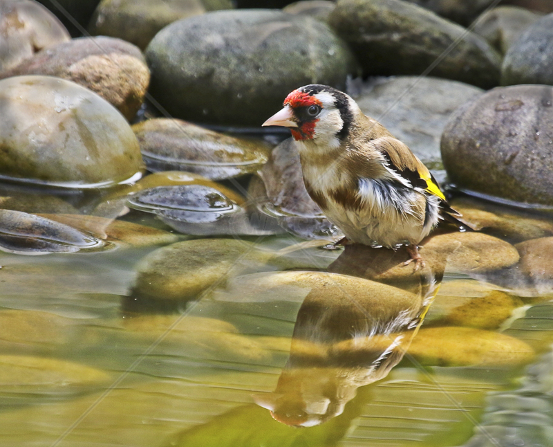  Goldfinch Bathing by Peter Hodgkison - 2nd (Int) 