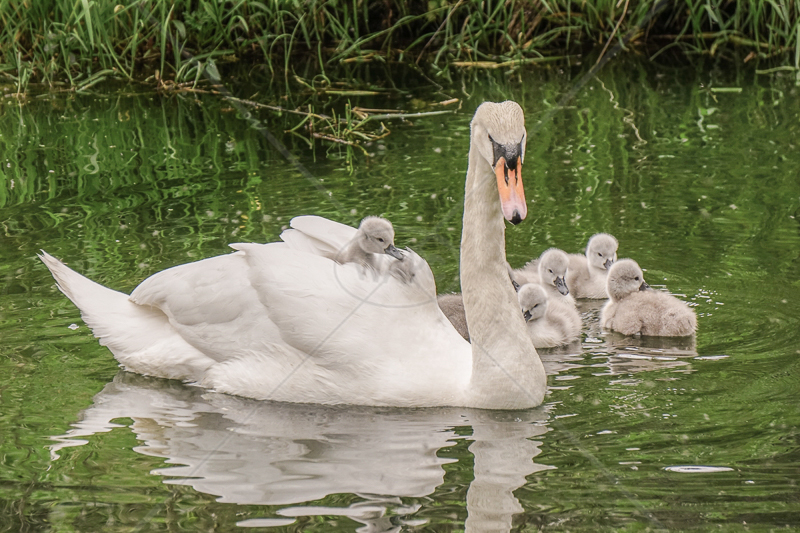  Swan and Cygnets by Guy Kershaw - C (Int) 