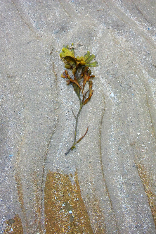  Seaweed by Rachel Owen - C 