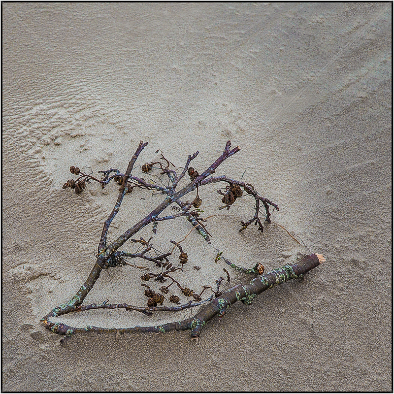  Twig and Sand by Ian Griffiths - 3rd (Int col) 