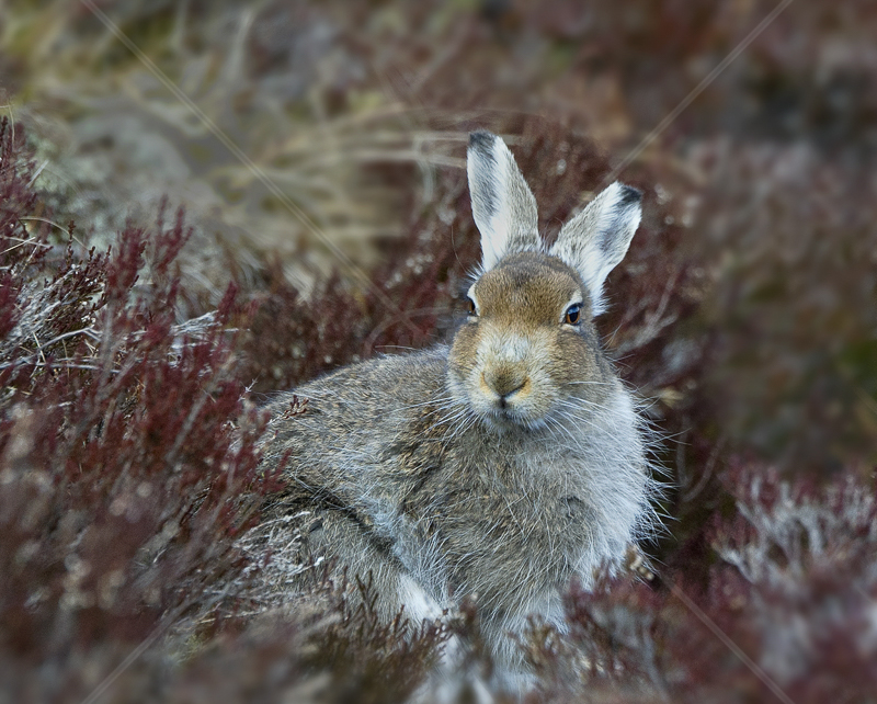  Mountain Hare in Form by Russell Price - C (Adv col) 