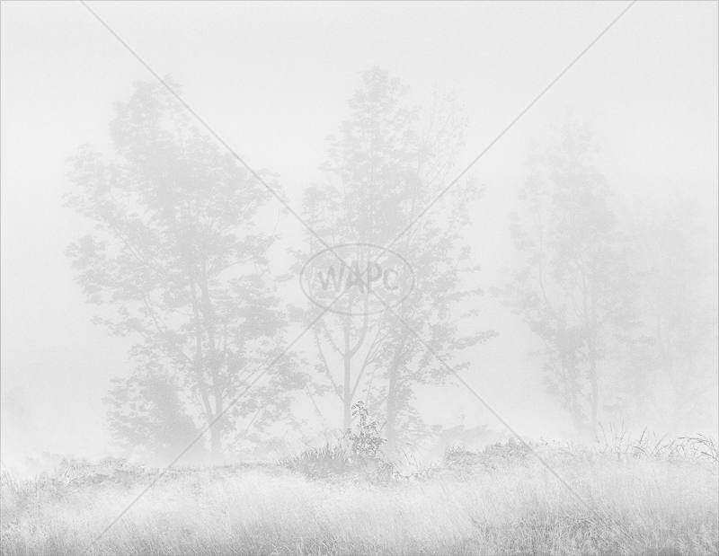  Misty Trees by Irene Froy - 1st (Adv mono) 