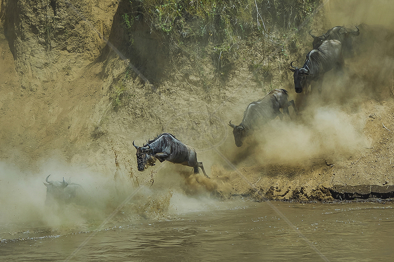  FIAP Gold medal Best in show (Nat) - "The Wildebeest Up Rive" by Tak Cheong Pun EFIAPs 