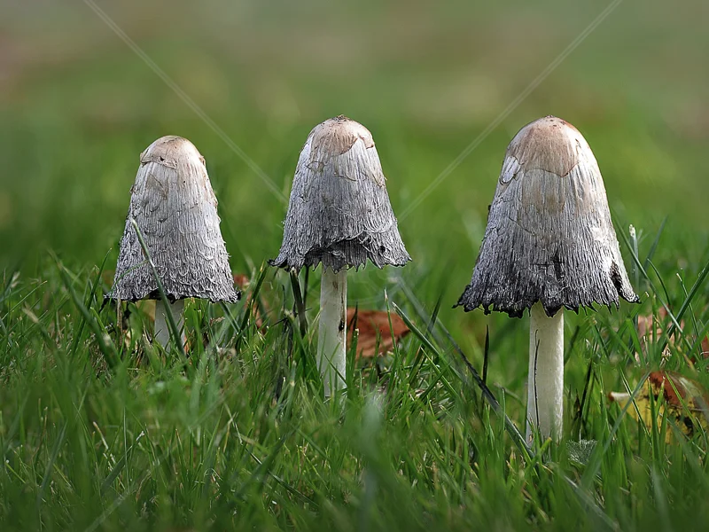 GPU Gold medal Best Fungi (nat) - "Coprinus Comatus" by Jo Monro ARPS