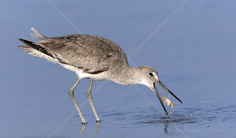  PAGB Gold Medal (nat) - "Willet with Crab" by David Cantrille FRPS MFIAP MPSA MPAGB 
