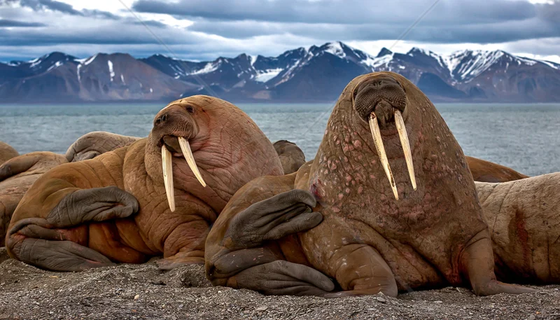 PSA Gold medal Best Mammal (nat) - "In the Vastness of Arctic" by Agapov Sergey
