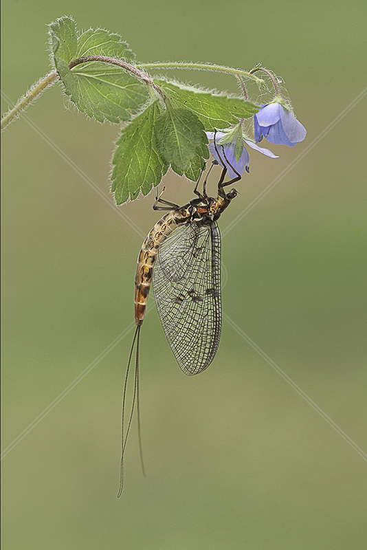  RPS Gold medal Best Insect (nat) - "Mayfly" by Jon Mee BPE2 