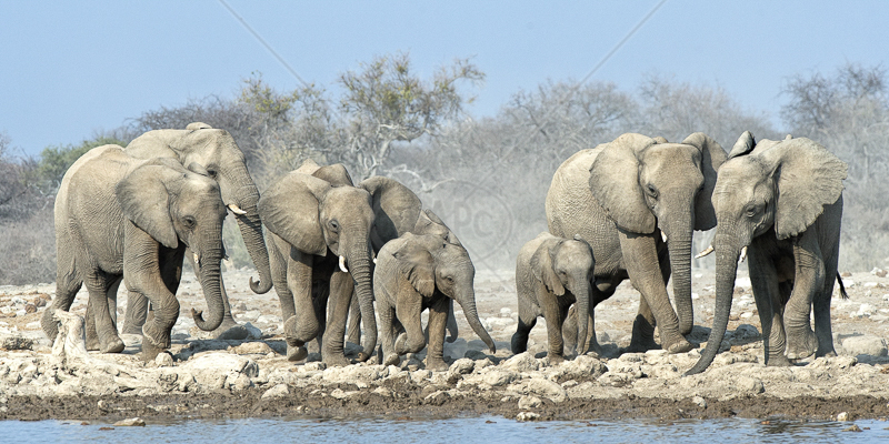  Wrekin Members medal (Nature) - Rush for the Waterhole by Audrey Price 