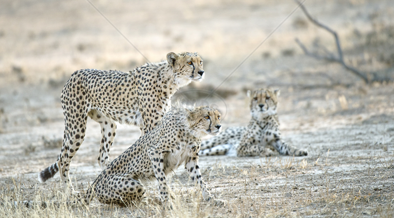  Cheetahs Spotting Prey by Audrey Price - C (ADV Col) 