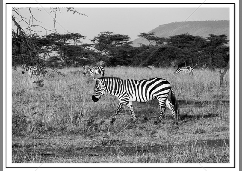  Zebra by Guy Kershaw - C (Int mono) 