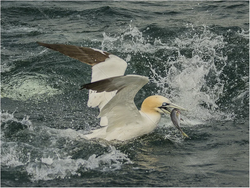 Gannet with Fish by Alan Lees - HC (Adv)