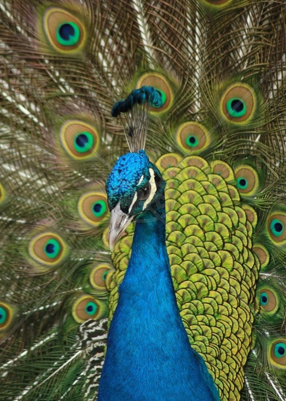  The Peacock by Ian Burton - C (Int) 