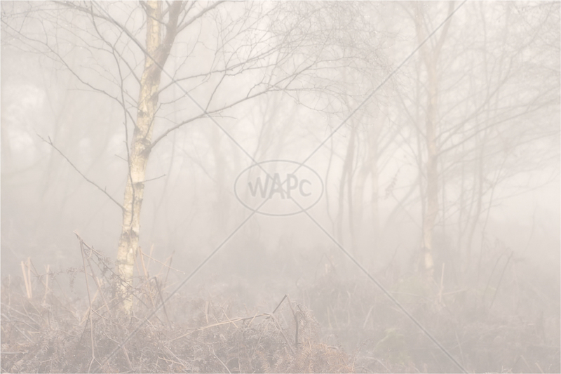  Mist in the Birch Wood by Sue Baker - C (PRINT) 