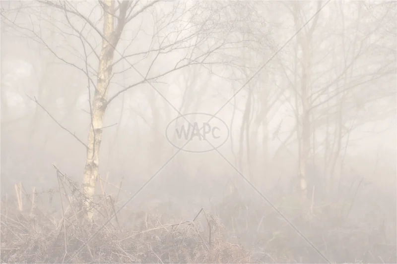Mist in the Birch Wood by Sue Baker - C (PRINT)