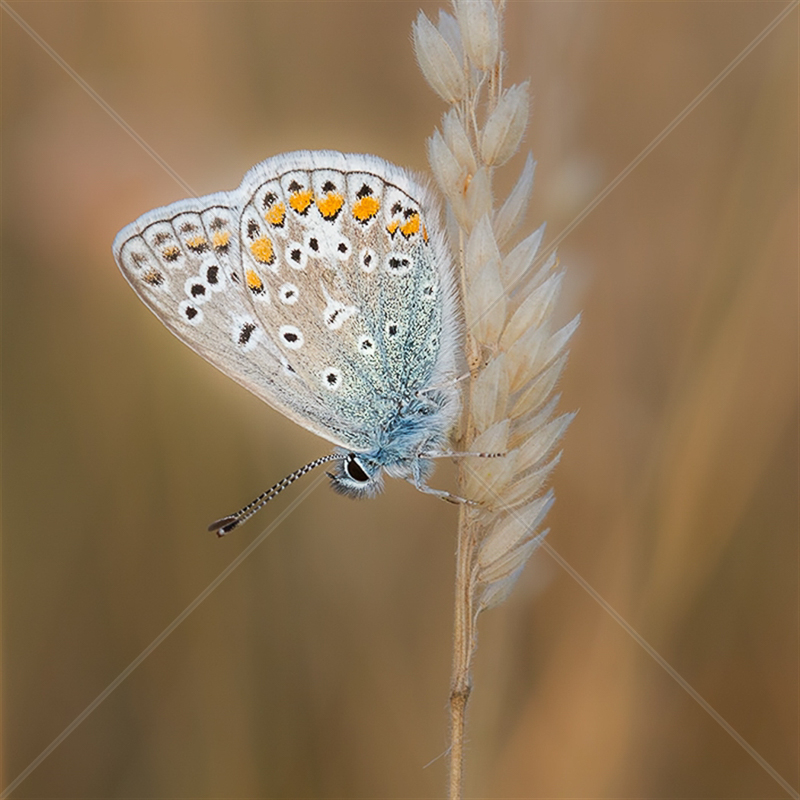  Resting Common Blue by Norman O'Neill - C (Adv col) 
