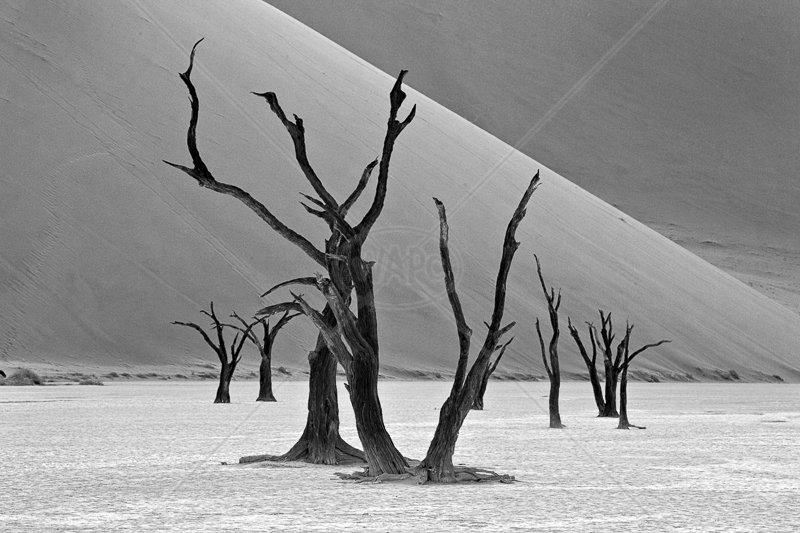  Dunes and Trees by Audrey Price - C (Adv mono) 