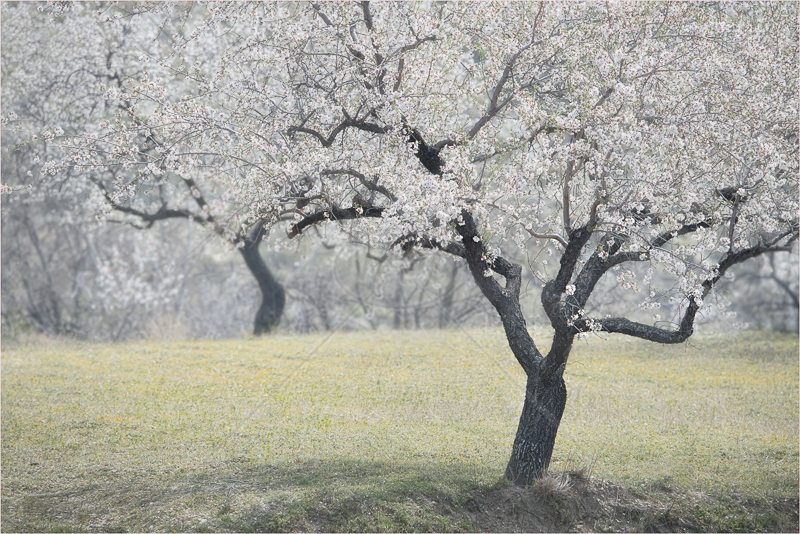  Almond Blossom by Audrey Price - C (Adv) 