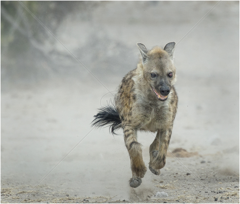  Hyena Running by Audrey Price - 1st (Adv) 