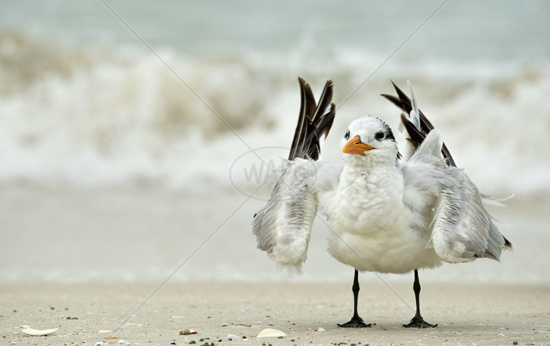  Tern Preening by Audrey Price - C (Adv) 