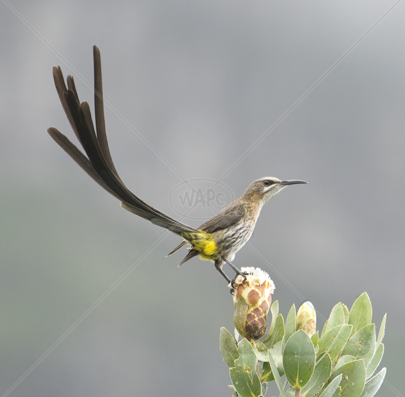  Cape Sugarbird on Protea by Audrey Price - C (PRINT) 