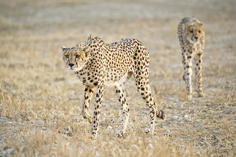 Cheetah Coalition by Russell Price - 3rd (PRINT)