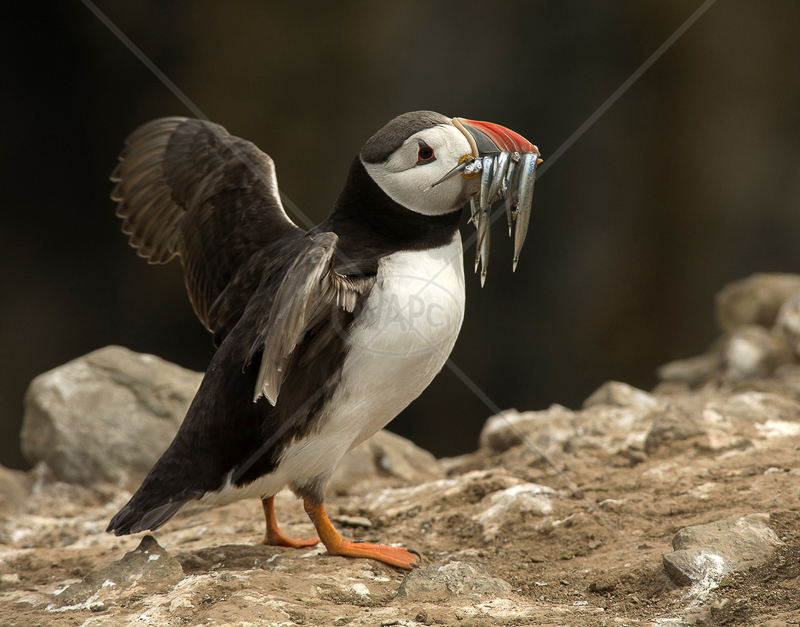  Puffin Fishing for Sand Eels by Steve Barber - C (PRINT) 