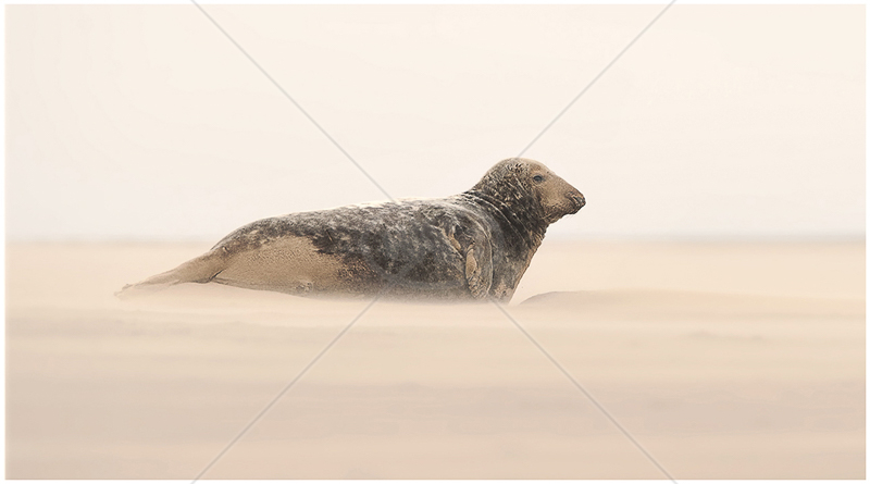  Seal in Sand Storm by Steve Barber - HC (PRINT) 