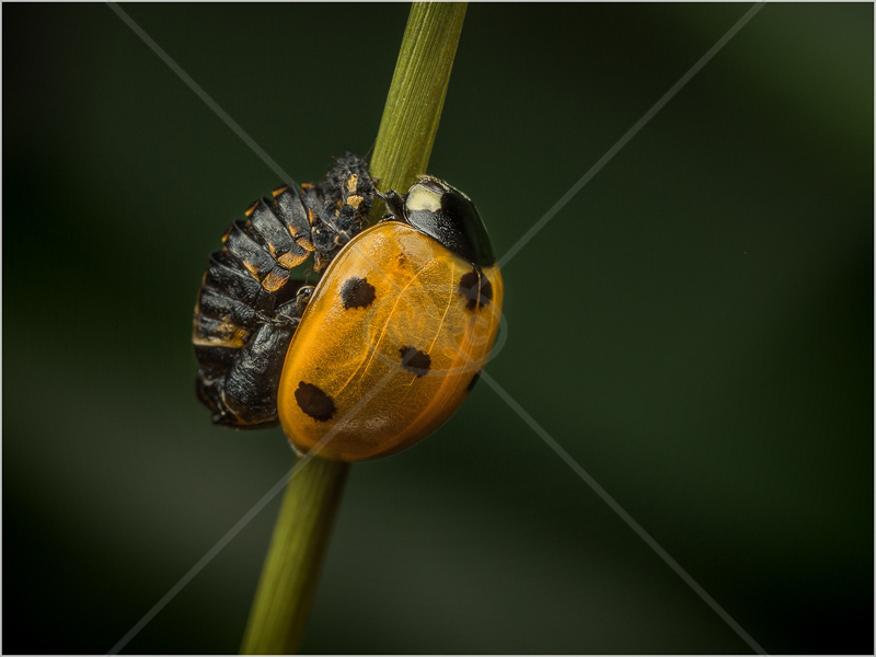  7-Spot Ladybird, Drying Out Beside Its Pupal Case by Ed Phillips - 2nd (PDI) 