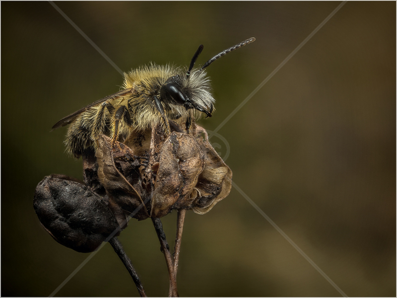  Male Tawny Mining-Bee, Warming-Up on a Plant Stem by Ed Phillips - C (PDI) 