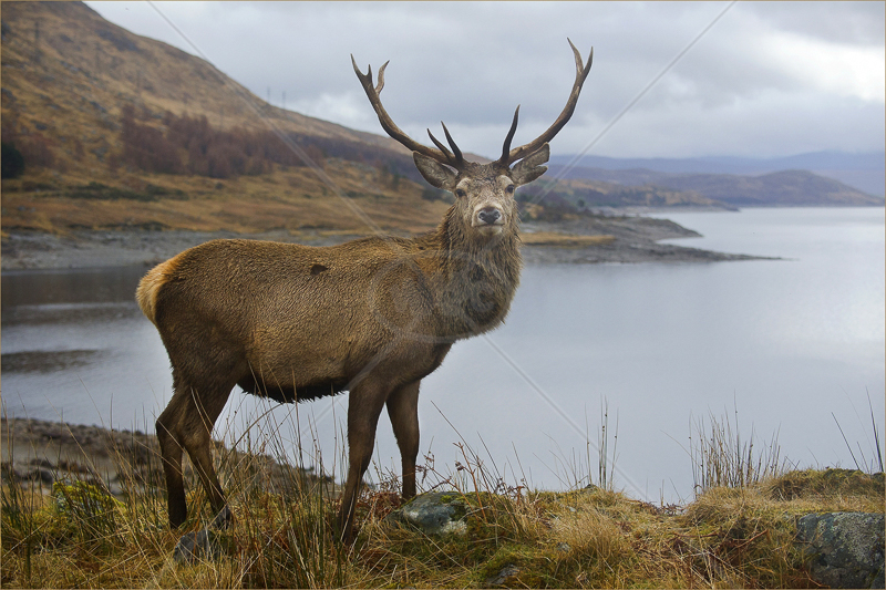  Glen Garry Stag by Russell Price - 1st (PDI) 