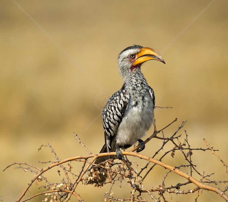  Southern Yellow Billed Hornbill by Russell Price - C (PDI) 