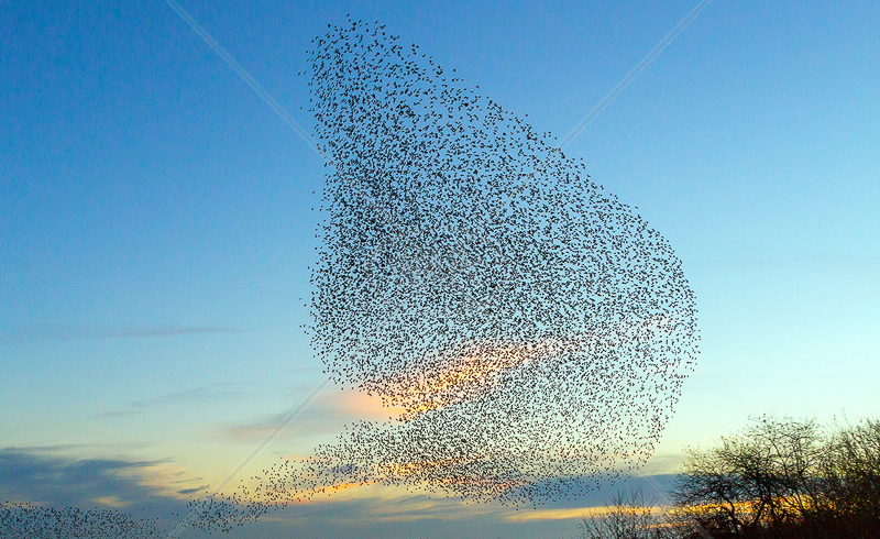  Starlings at Sunset by Norman O'Neill - HC (PDI) 