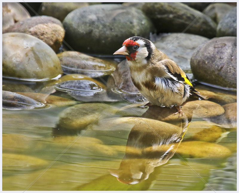  Goldfinch Bathing by Peter Hodgkison - C (Int) 