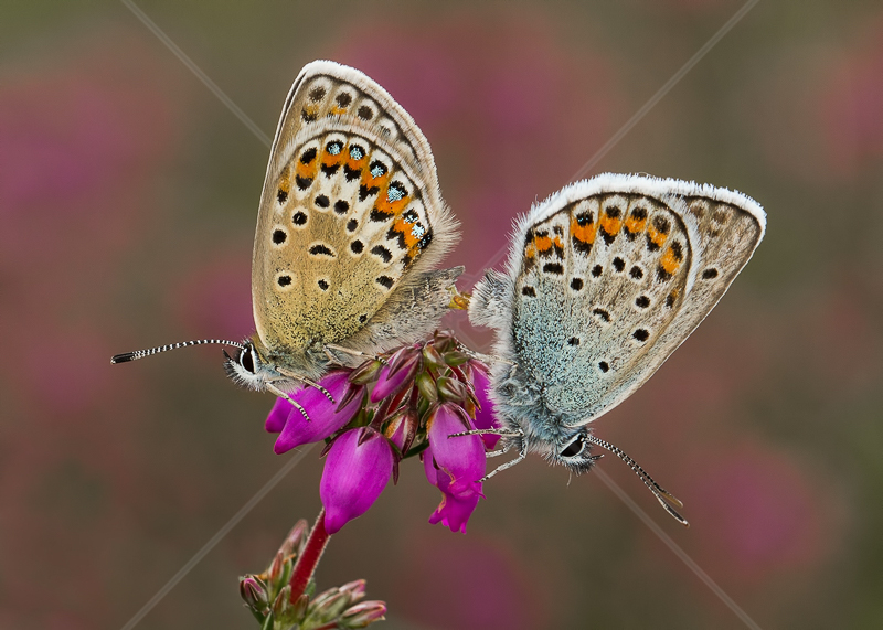  Mating Silver Studded Blues by Norman O'Neill - C (Adv col) 