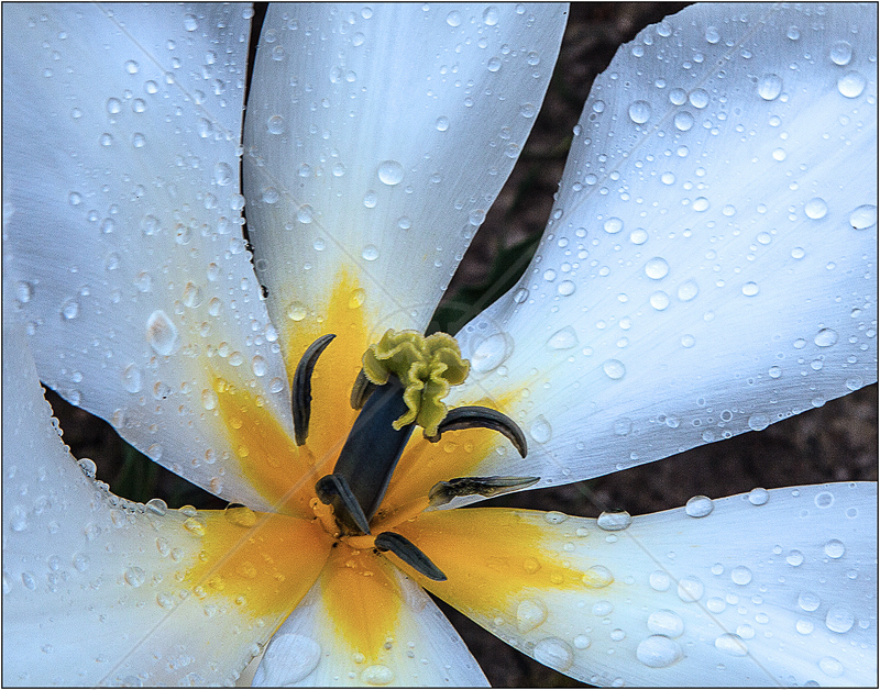  Heart of the Flower by Ian Griffiths - HC (Int col) 