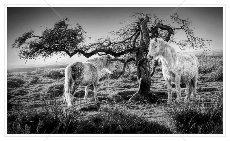 The Meeting Tree by Calvin Downes - 3rd (Adv mono)