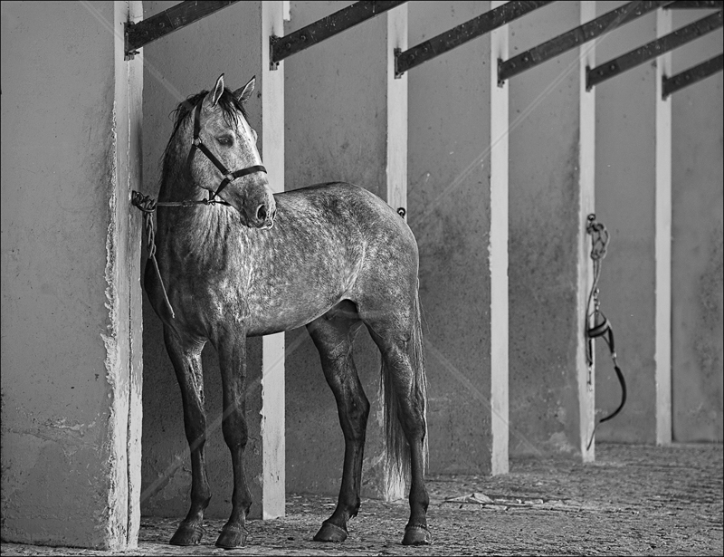 The Tethered Gelding by Audrey Price - C (Adv mono)