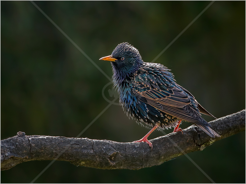  Early Bird - First Light on Starling by Ed Phillips - 1st (adv) 