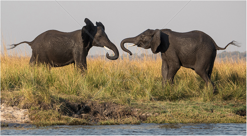 Young Elephant Bulls Sparring by Alan Lees - C (adv) 