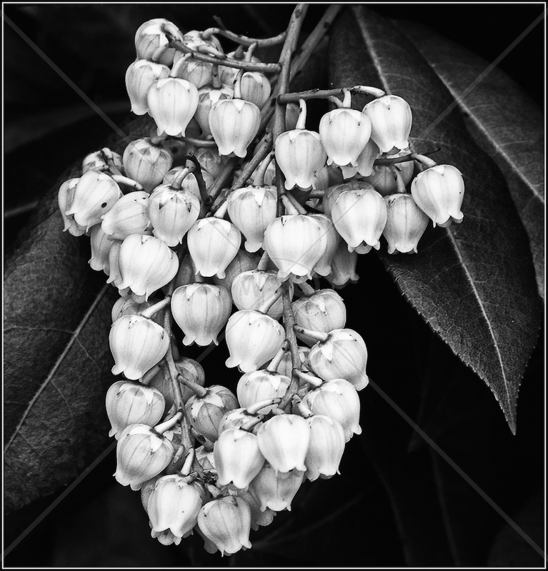 Pieris by Sharon Leighton - 1st (Int mono)