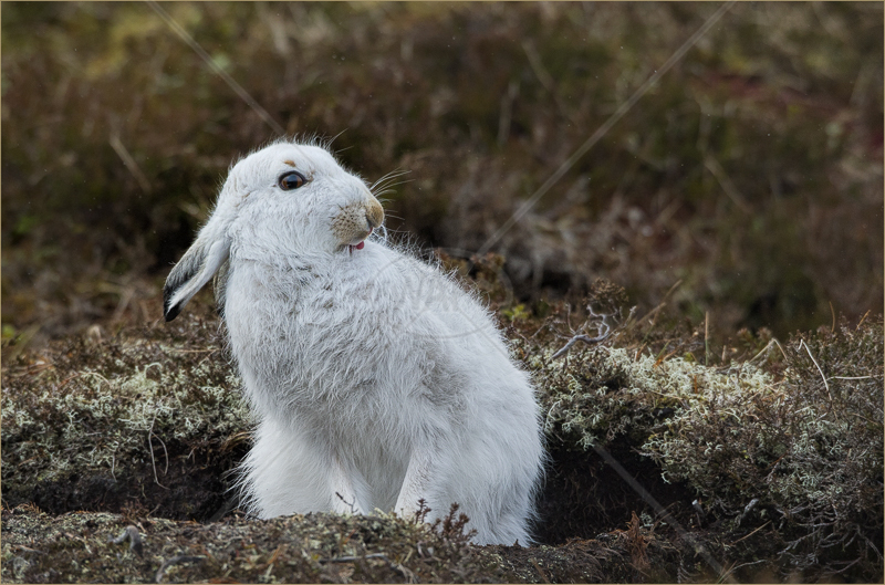  Grooming Mountain Hare in Form by Audrey Price - C (Adv) 