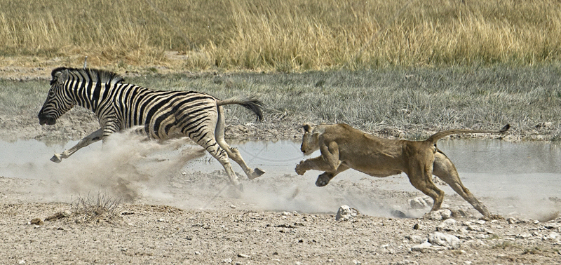  Lioness Charging Zebra by Russell Price - C (Adv) 