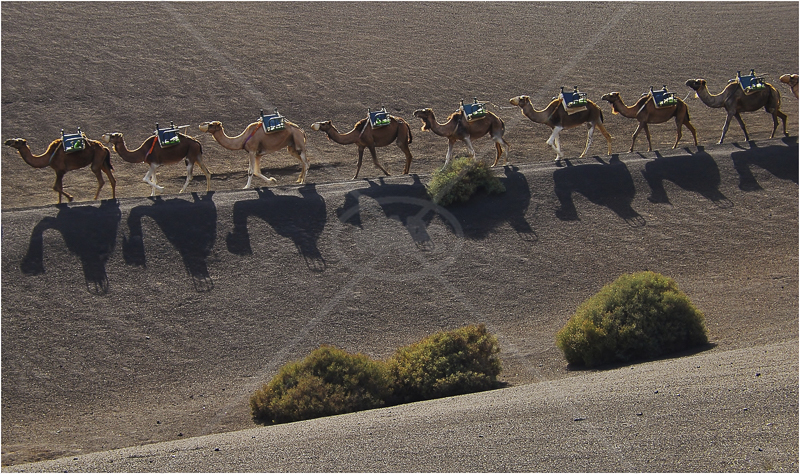Camel Train - Lanzarote by Andy Udall - C (Int)