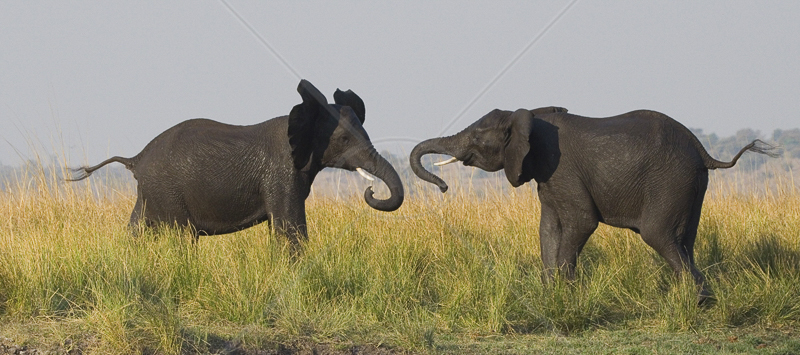 Elephants Sparing by Rachel Owen - 2nd (Int)