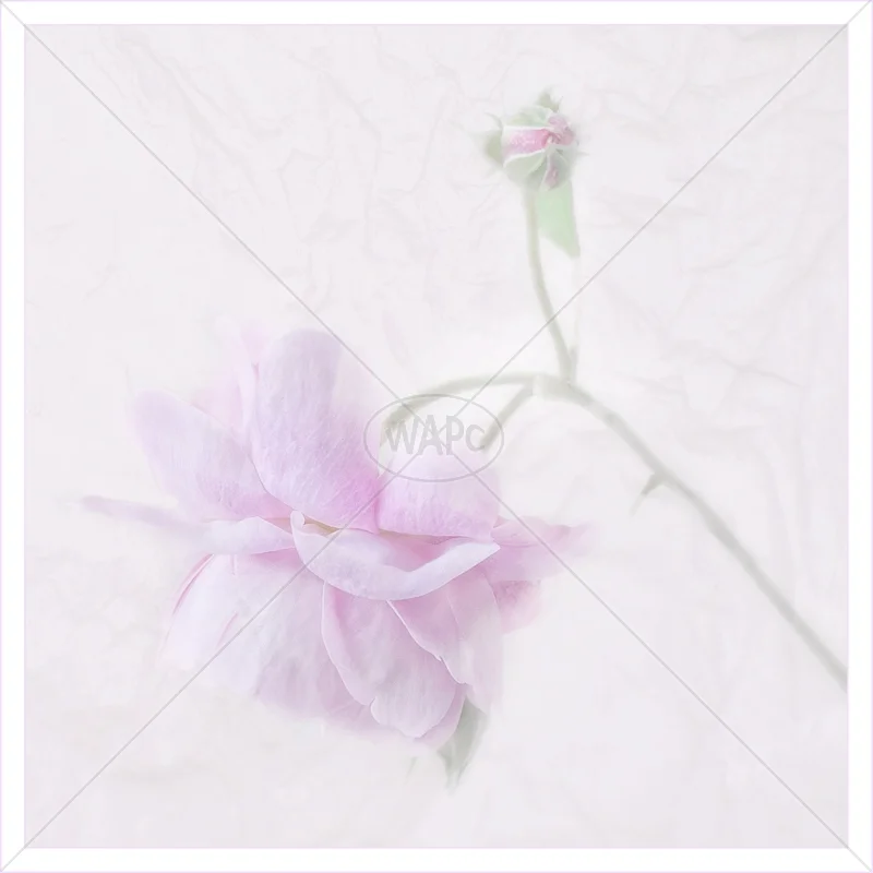 Bloom and Bud by Audrey Price - 3rd (Adv col)