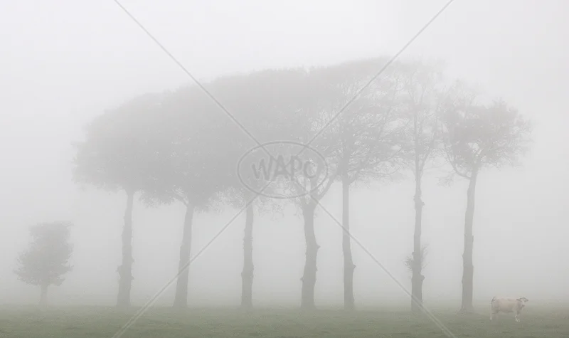 Foggy Day on the Farm by Irene Froy - 2nd (Adv col)