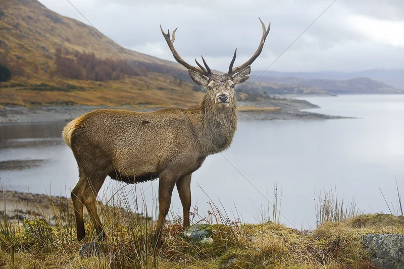 Glen Garry Stag by Russell Price - C (Adv col)