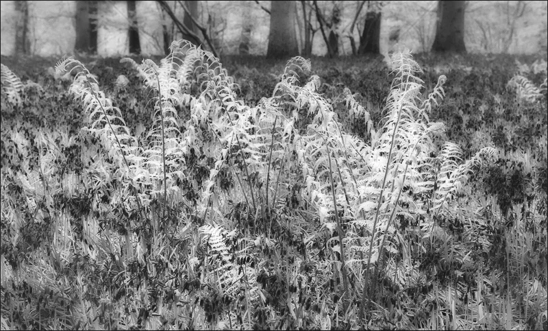 Spring Woodland by Audrey Price - C (Adv mono)