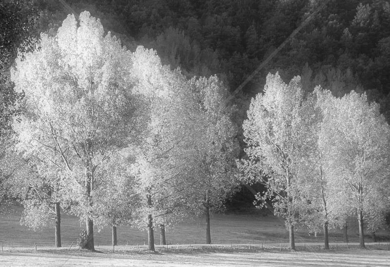 Tree Curve by Irene Froy - C (Adv mono)