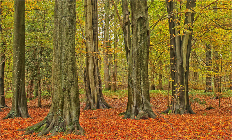  Autumn Wood by Sharon Leighton - HC (Int col) 